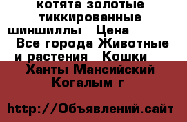 котята золотые тиккированные шиншиллы › Цена ­ 8 000 - Все города Животные и растения » Кошки   . Ханты-Мансийский,Когалым г.